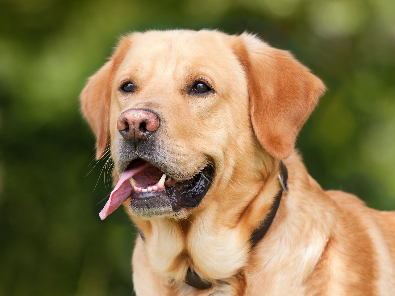 obrázek labradorského retrívra
