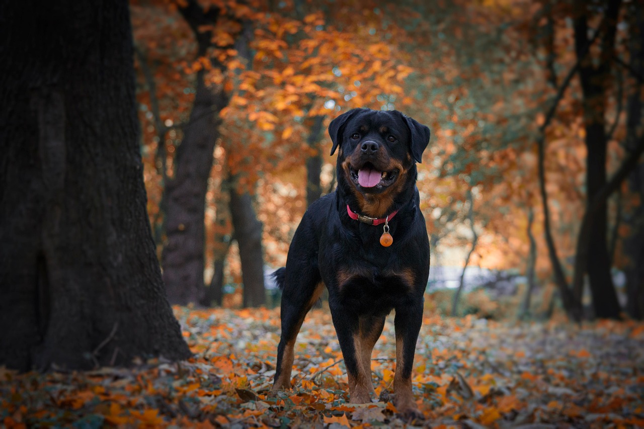 Rottweiler v podzimním lese